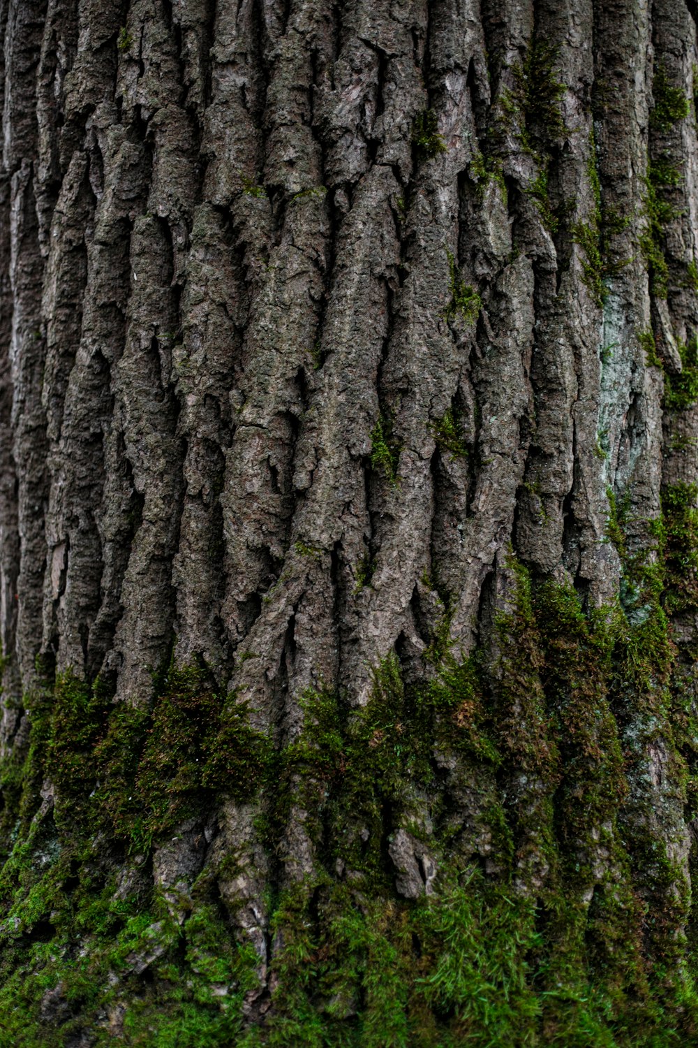 green moss on brown tree trunk