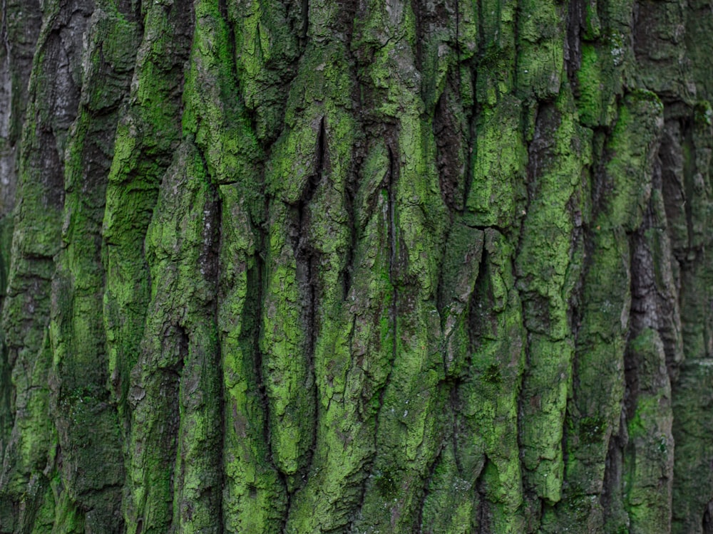 green moss on brown tree trunk