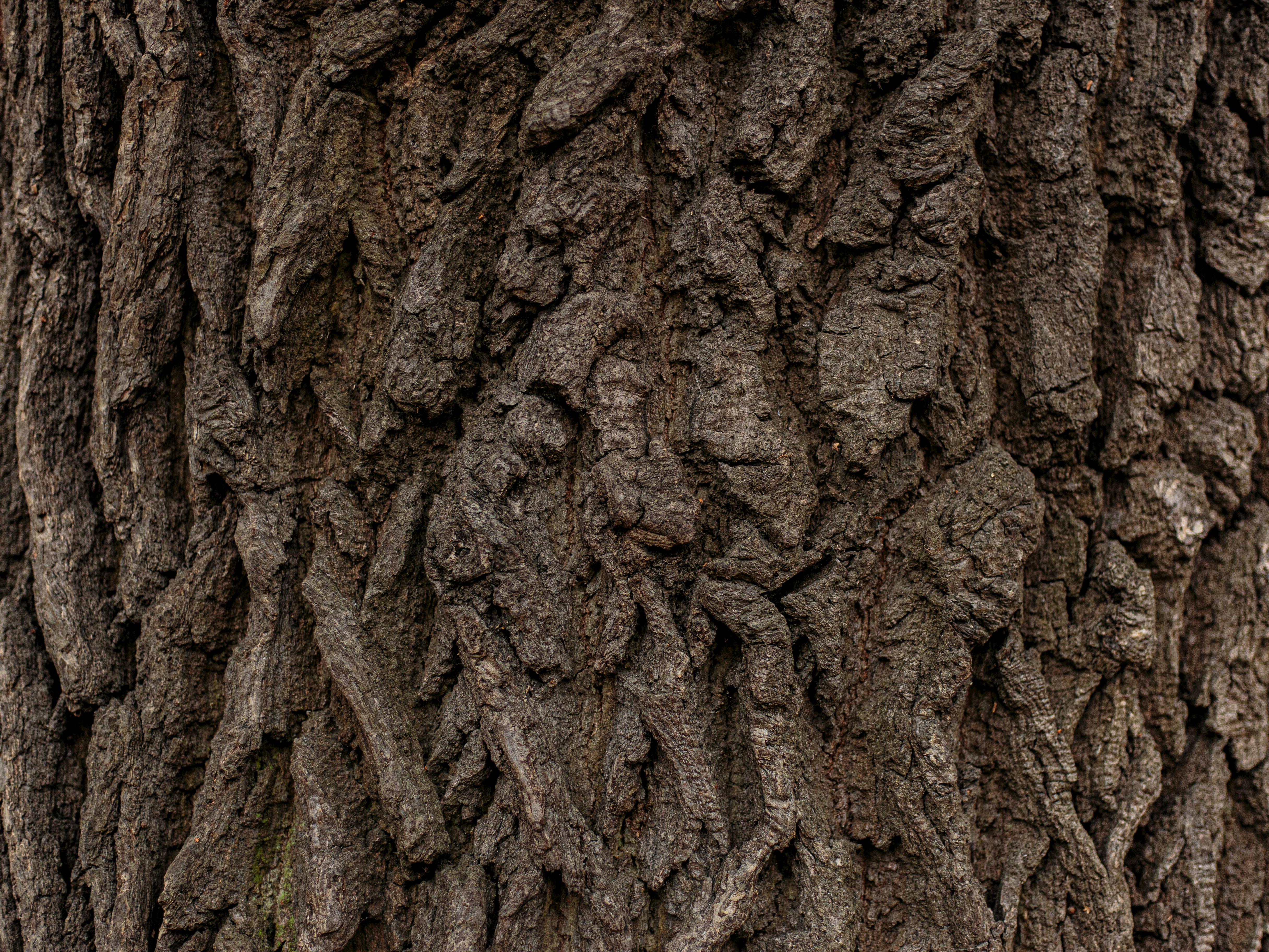 brown tree trunk with green moss