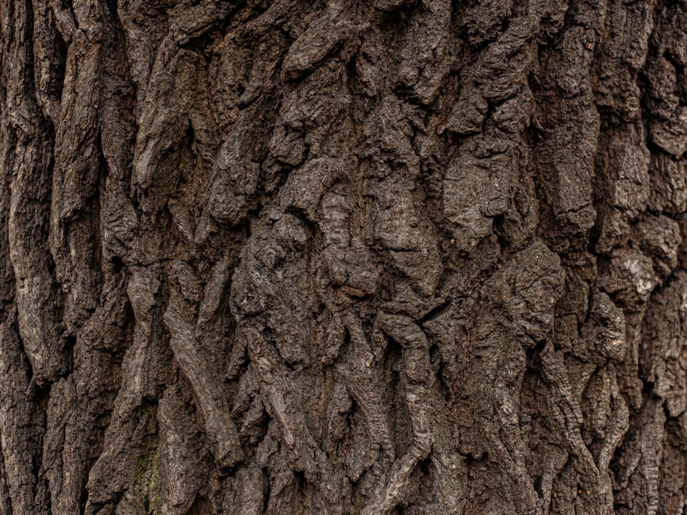 brown tree trunk with green moss