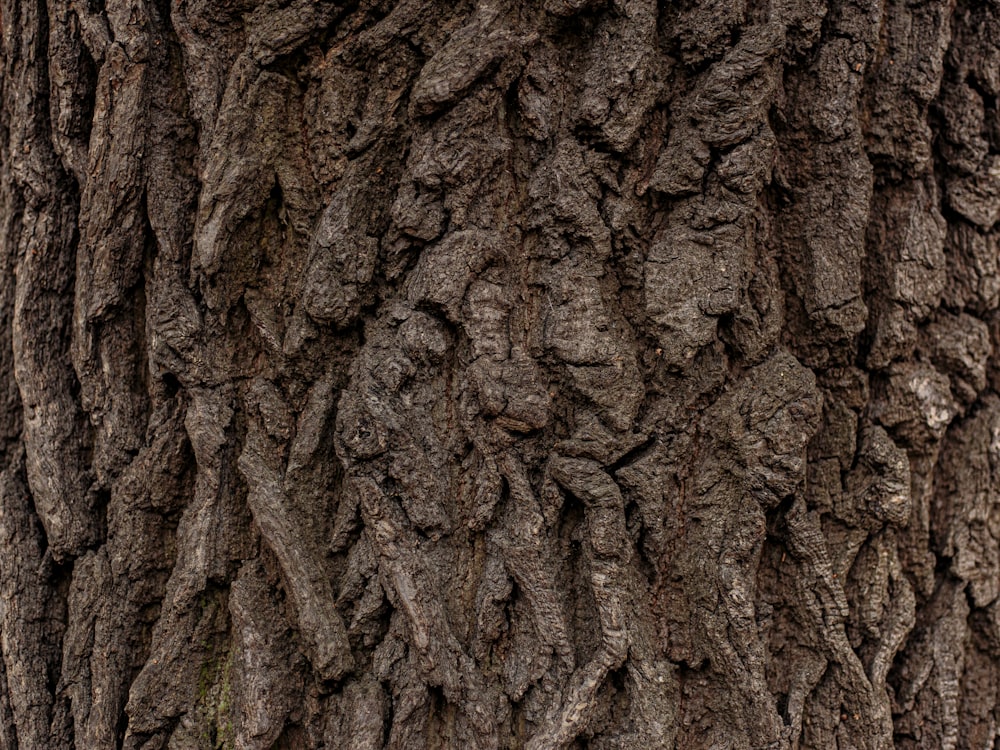 Tronco de árbol marrón con musgo verde