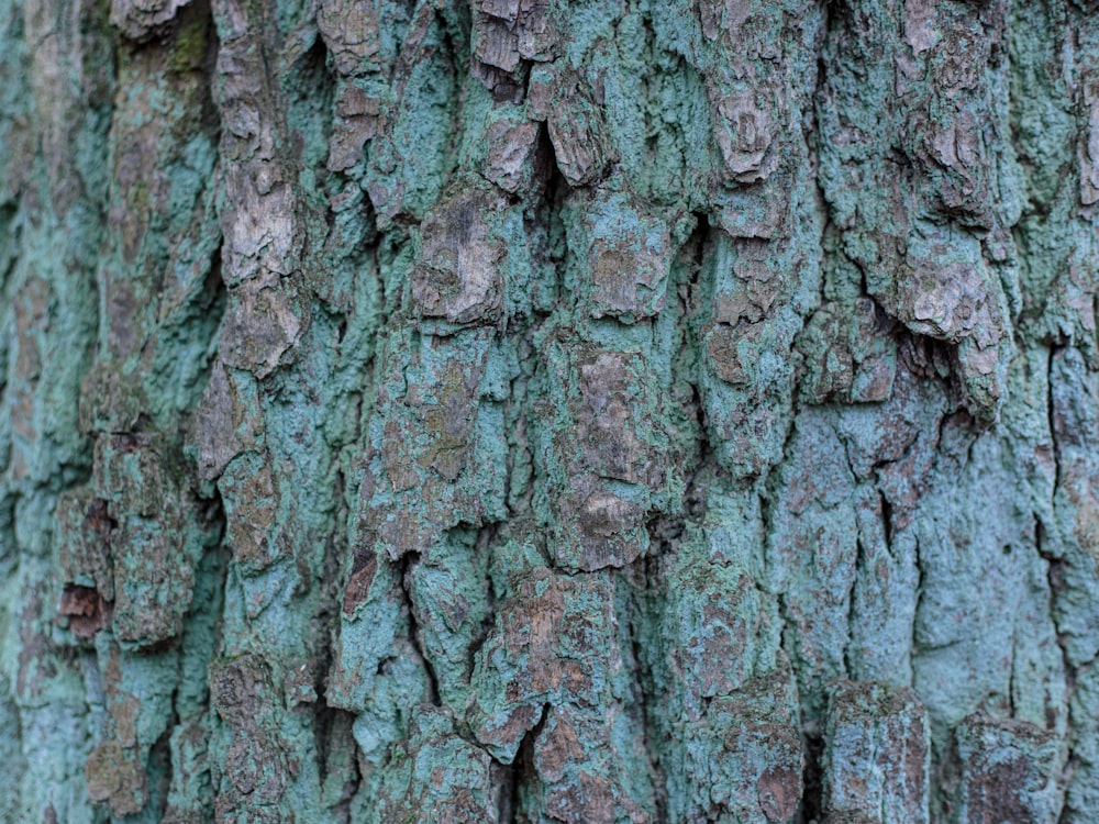 tronc d’arbre brun et gris