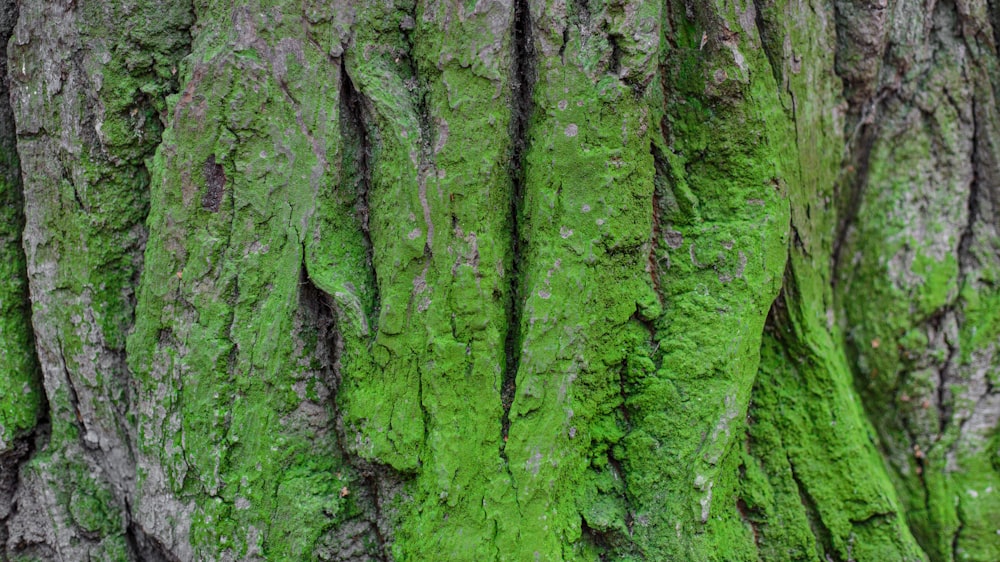 green moss on brown tree trunk