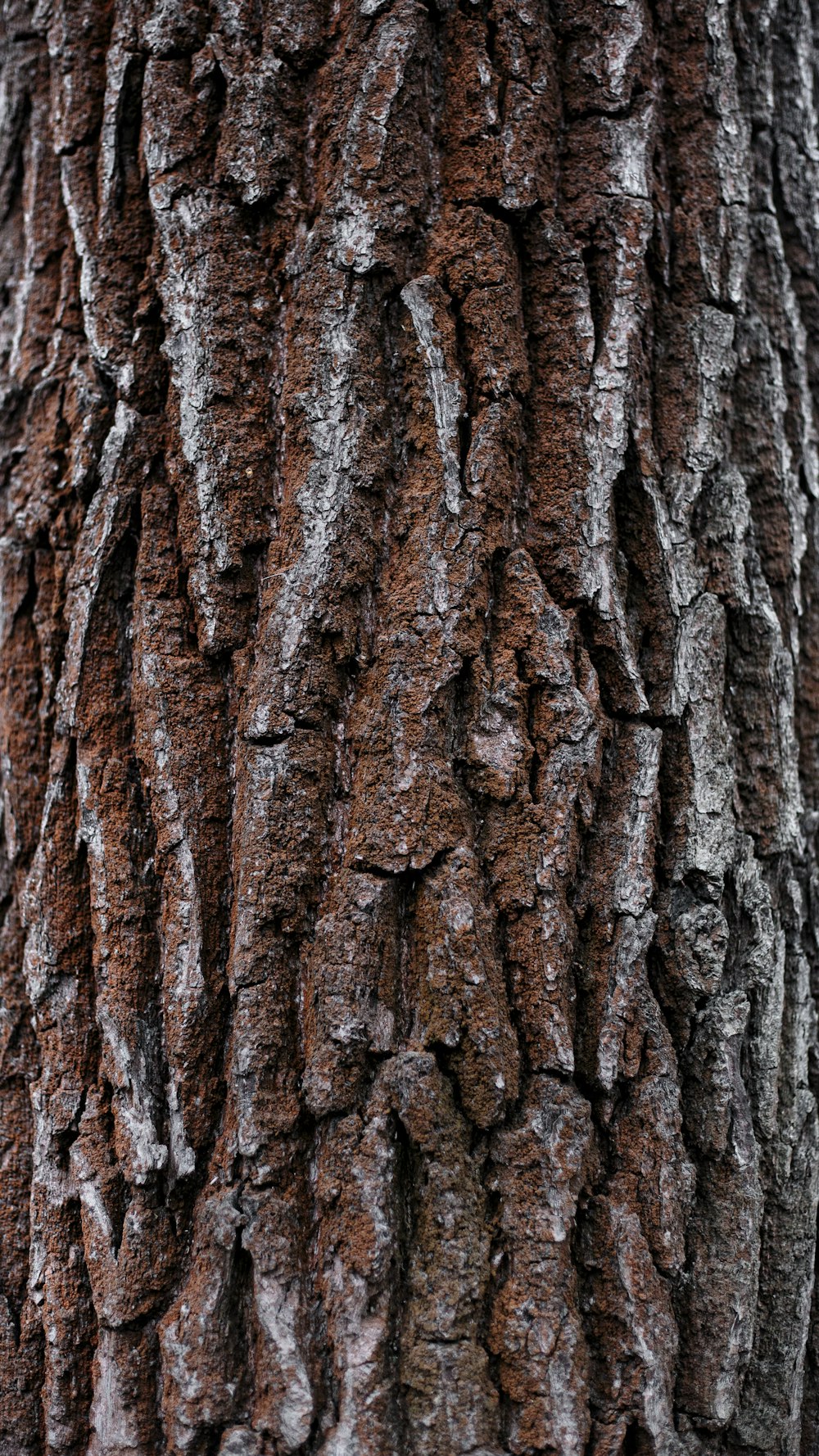 brown tree trunk in close up photography