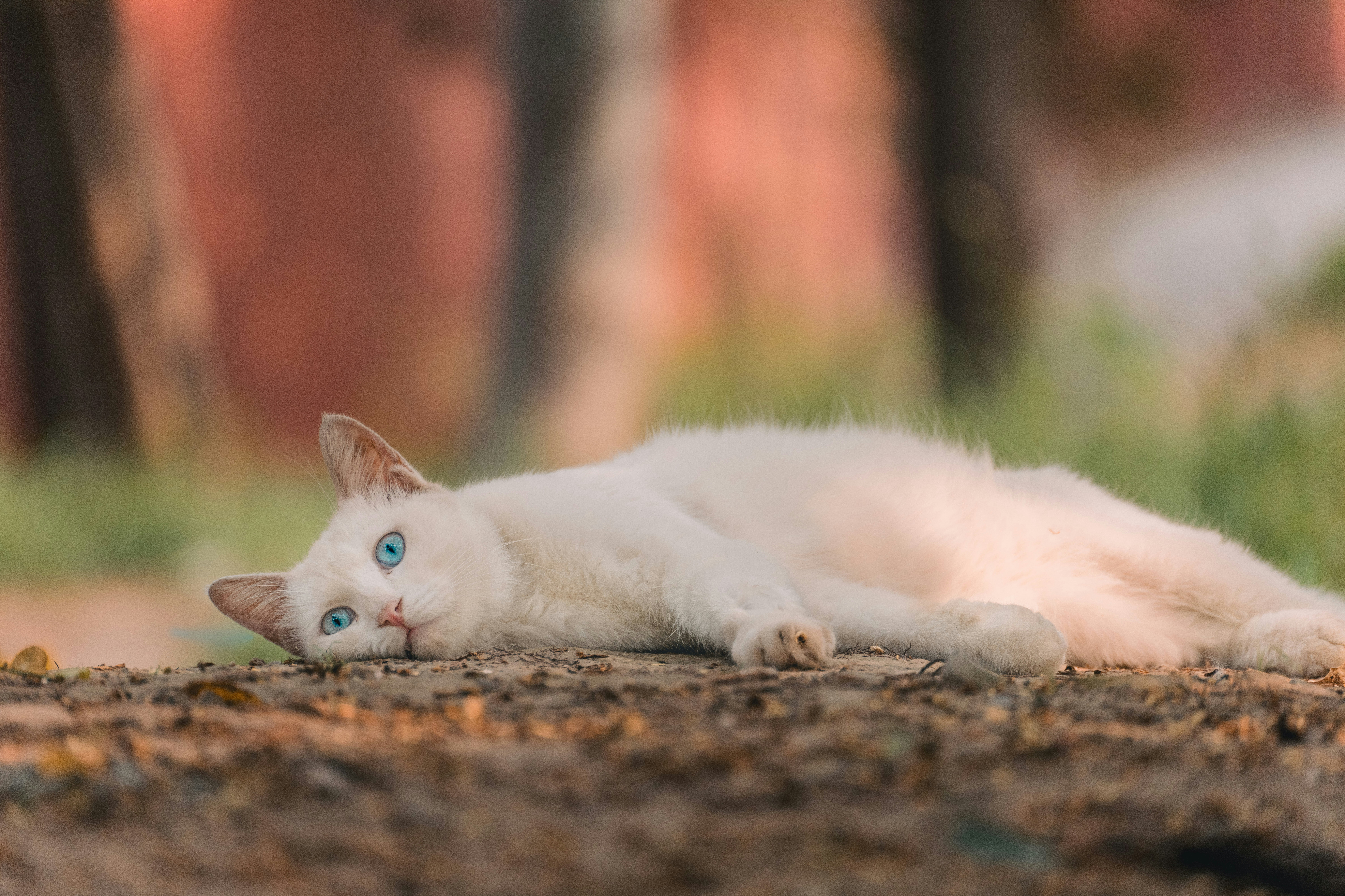 white cat lying on ground