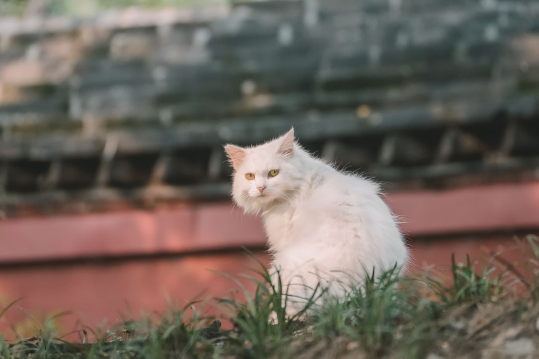 white cat on green grass during daytime