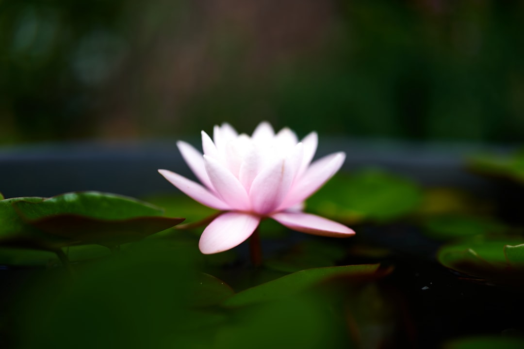 white lotus flower on water