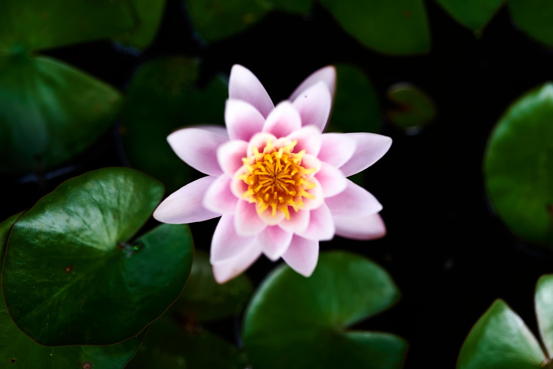 white and purple flower in bloom