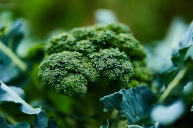 green leaf plant in close up photography