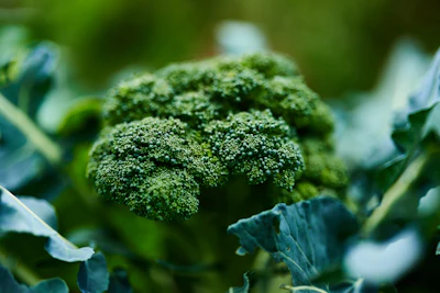 Broccoli head growing in a garden