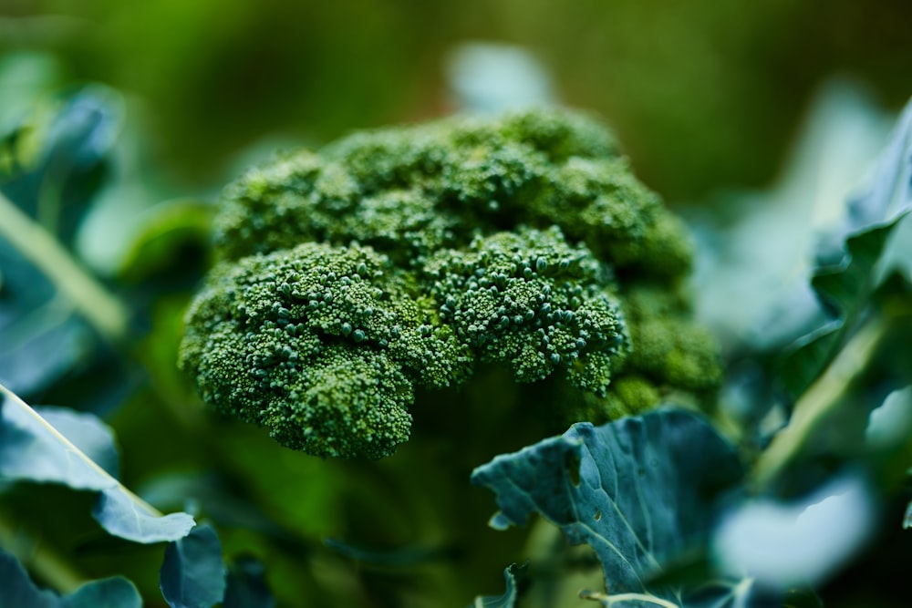 green leaf plant in close up photography