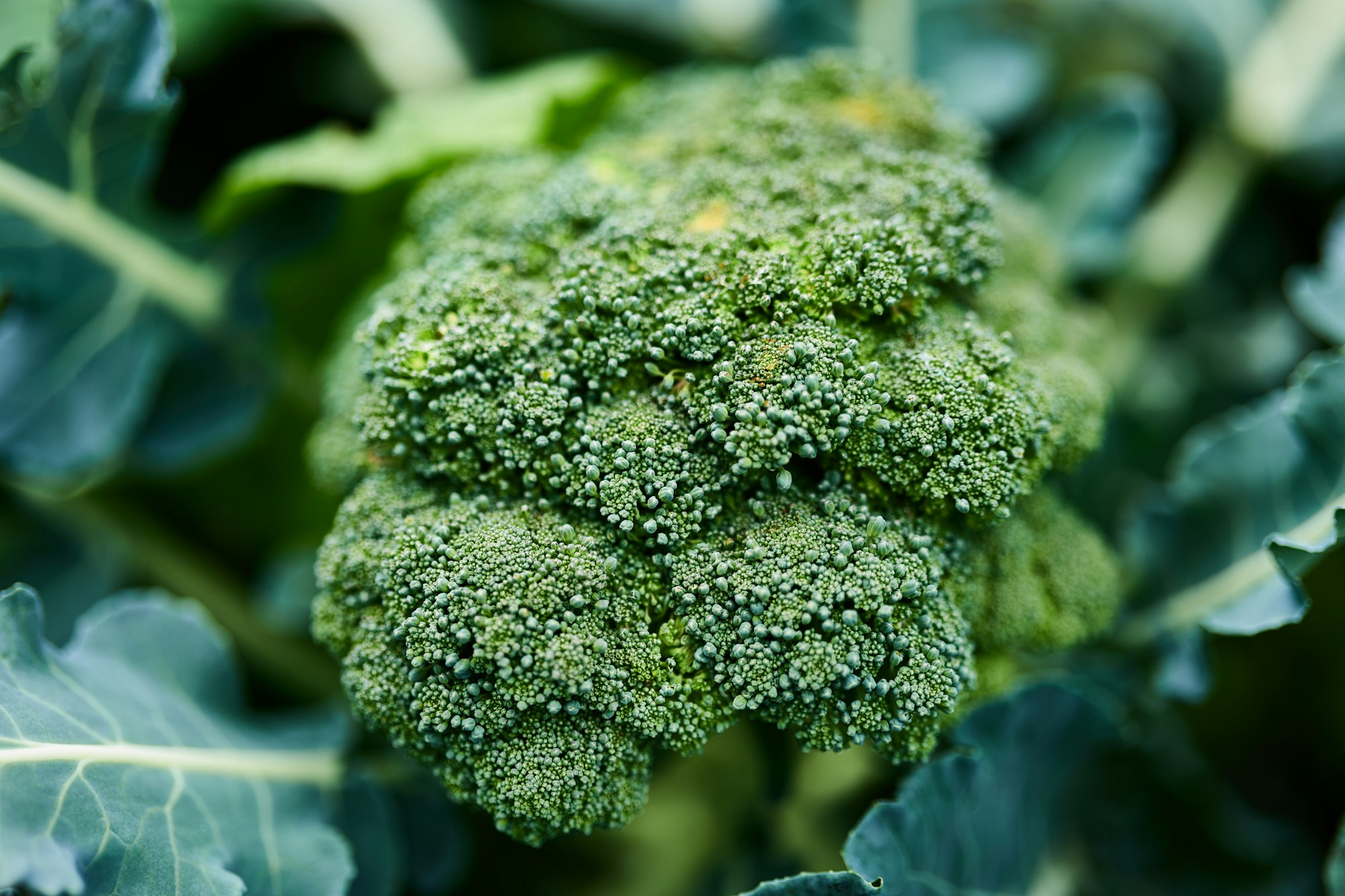 How to smoothly digest broccoli, garlic and more