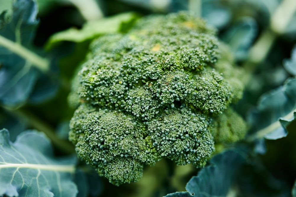 a close up of a broccoli plant with lots of green leaves