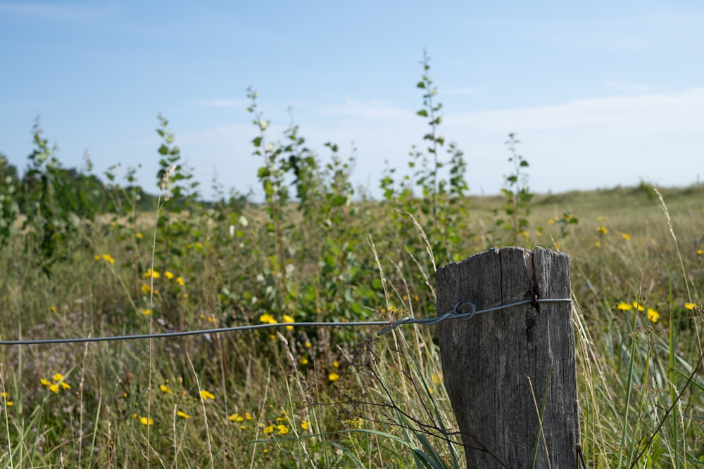 brown wooden fence with yellow flowers