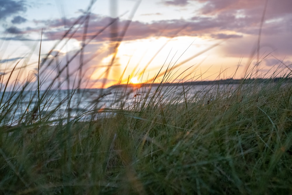 green grass near body of water during sunset