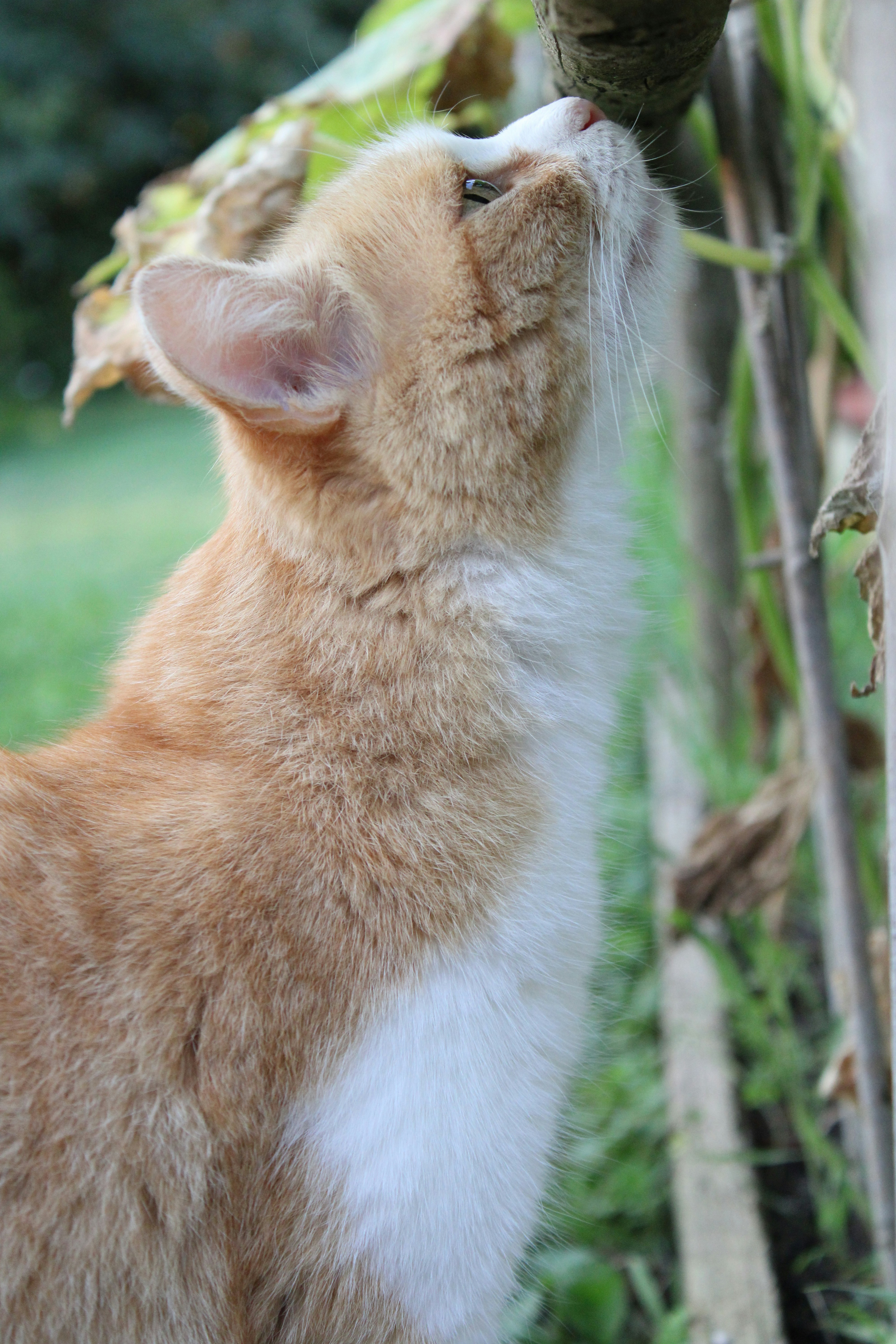 Como é o Olfato dos Gatos