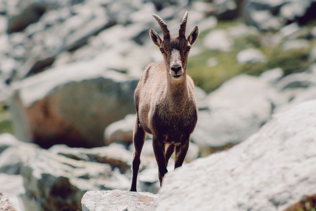 brown animal on rocky mountain during daytime