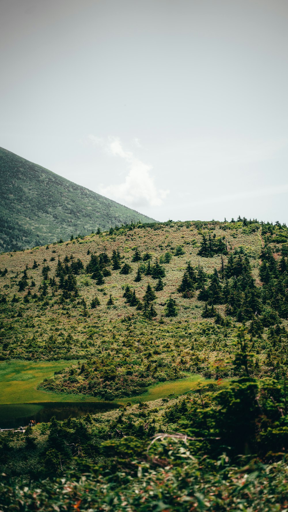 a hill with trees on the side of it