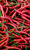 Bright red chili peppers clustered on a green plant, ready for harvest.