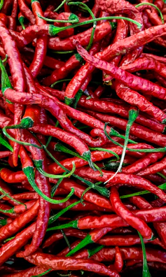 Bright red chili peppers clustered on a green plant, ready for harvest.