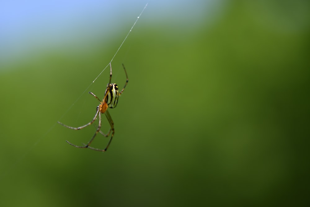 낮 동안 클로즈업 사진에서 웹에 있는 갈색과 검은색 거미