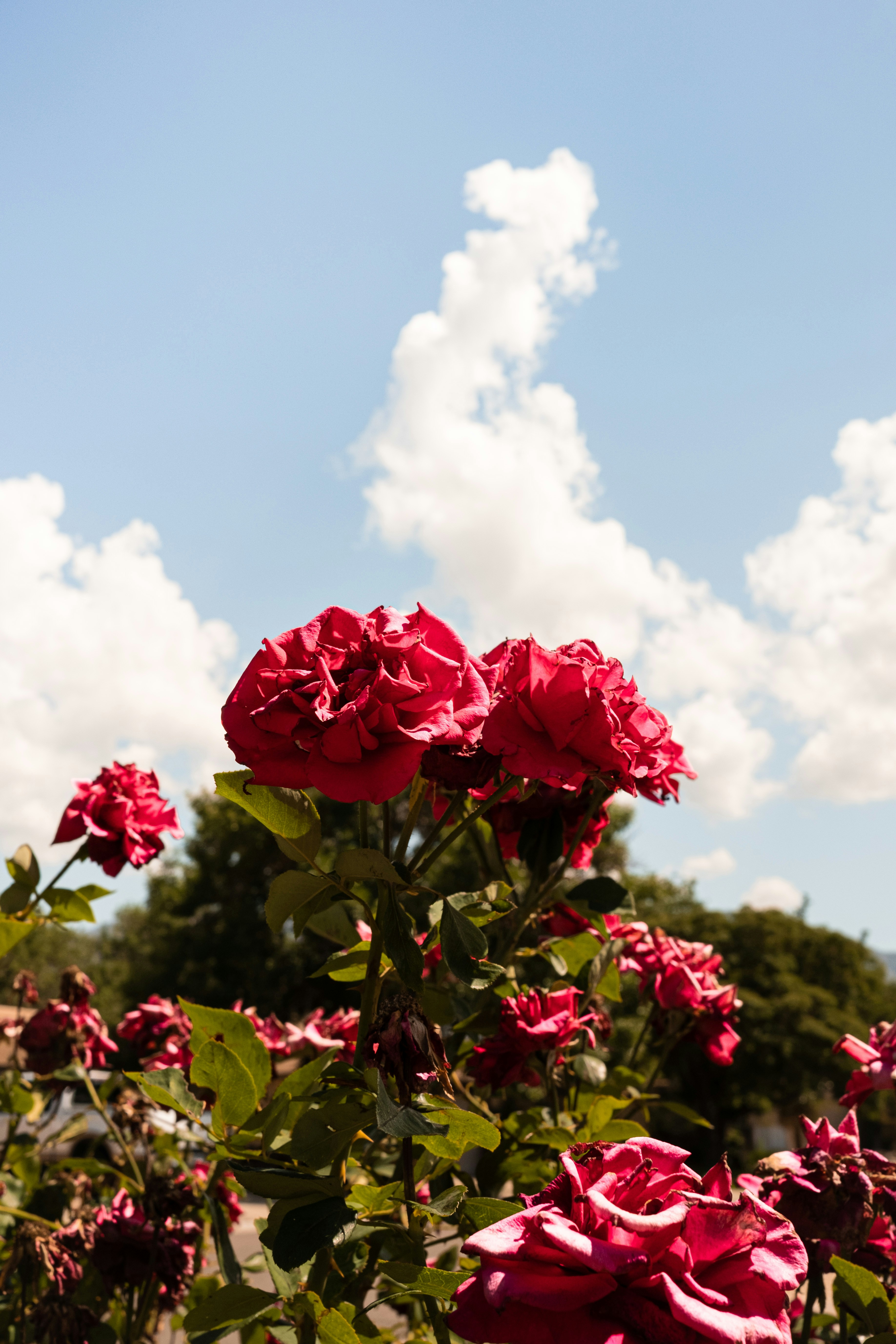 昼間に咲くピンクのバラの写真 Unsplashで見つける壁紙の無料写真