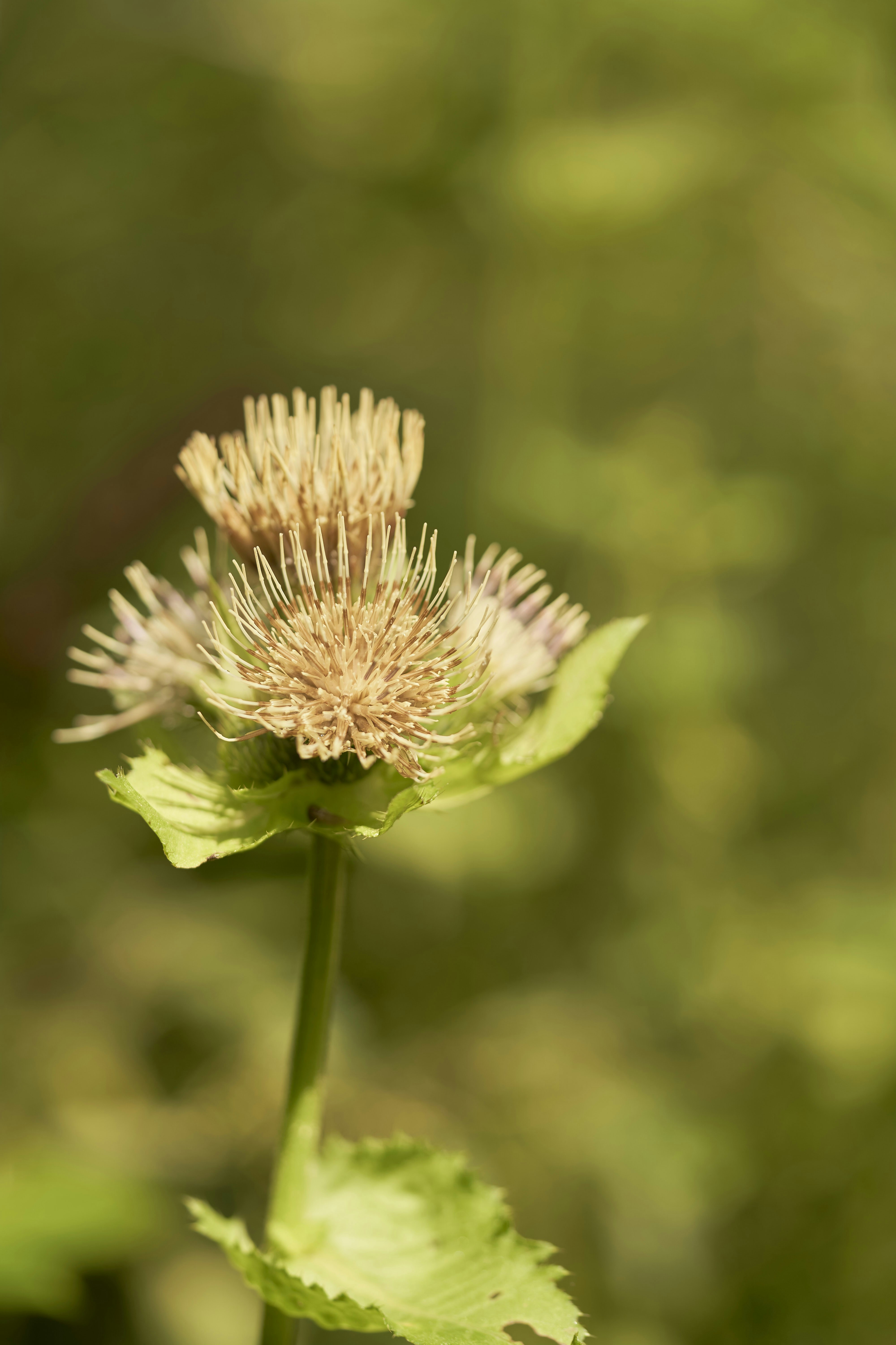 Photo by wolfgang_hasselmann