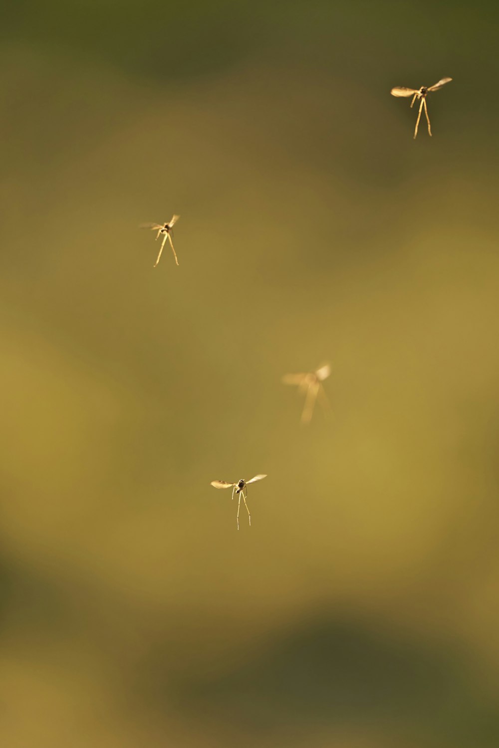 a group of mosquito flying through the air