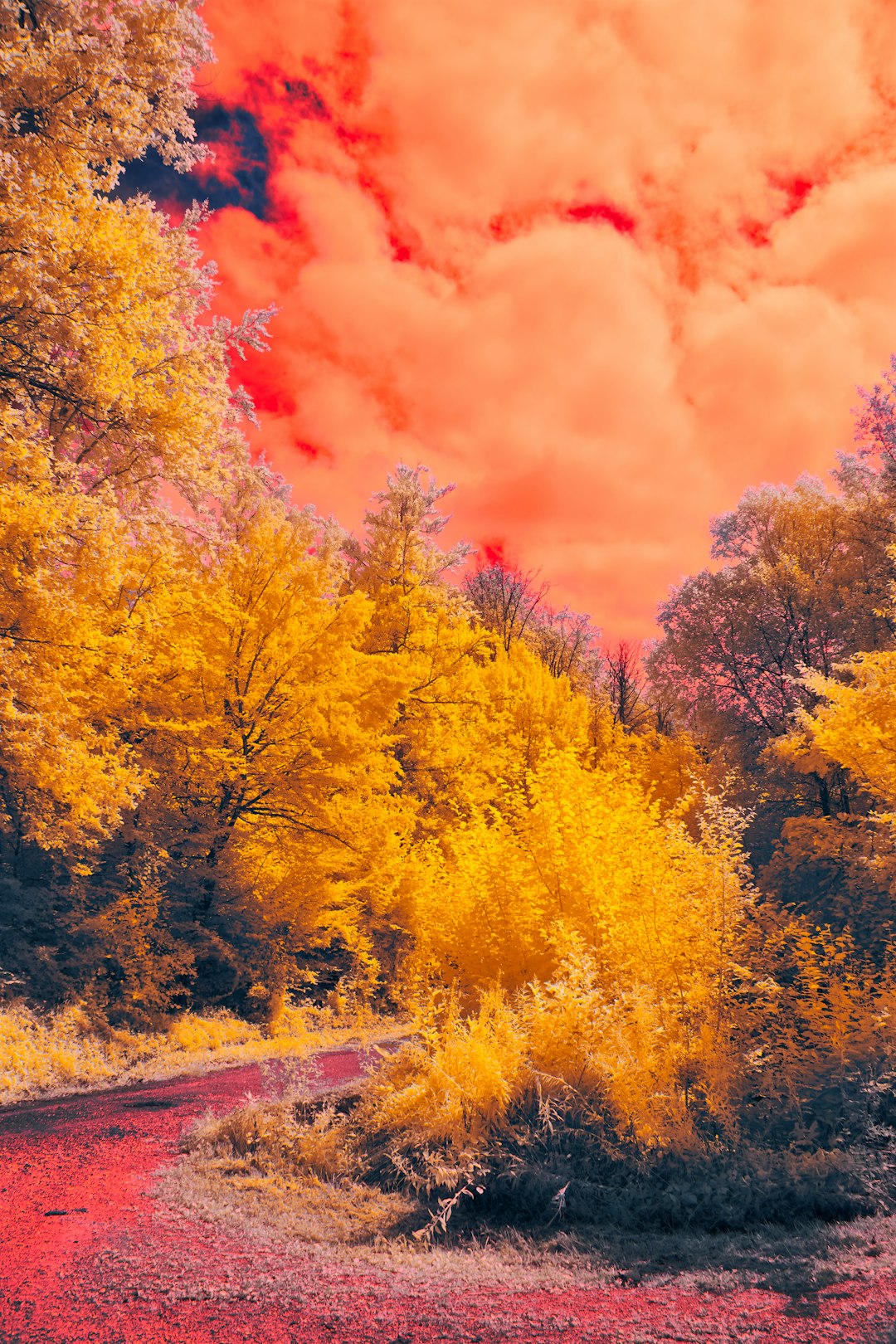 yellow and green trees under cloudy sky during daytime