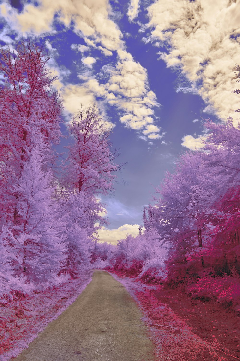 a dirt road surrounded by pink trees under a cloudy sky