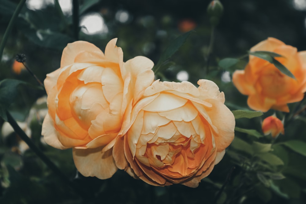 a close up of a flower