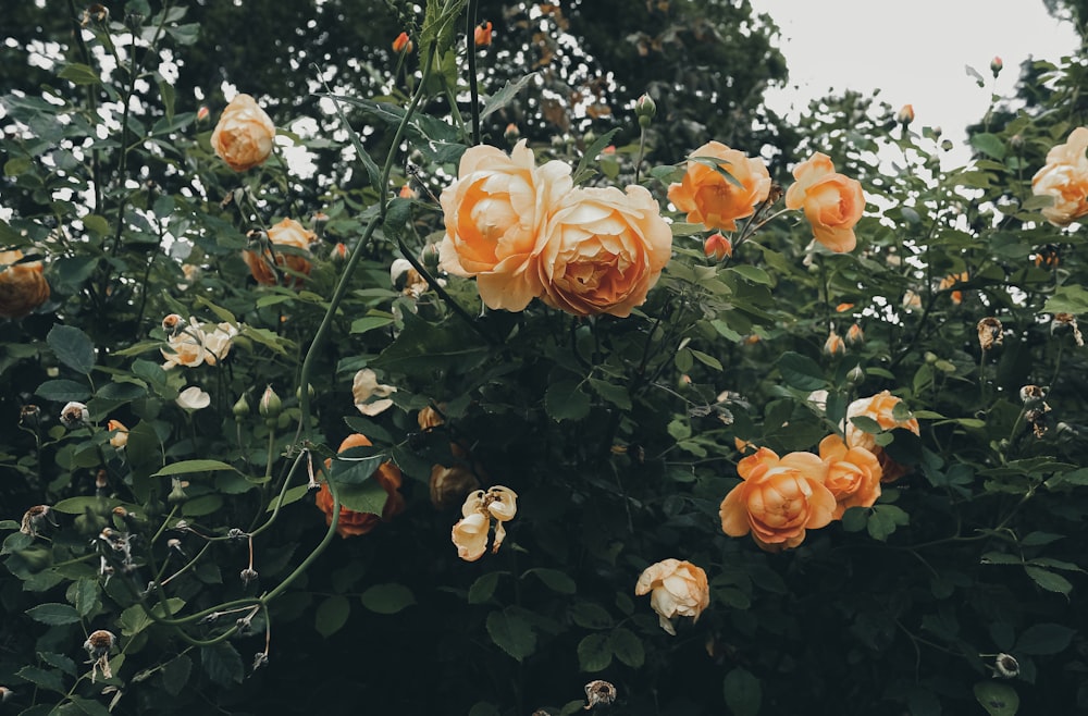 orange roses with green leaves