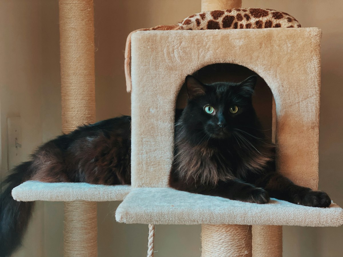 Black cat sitting on a white cat tree