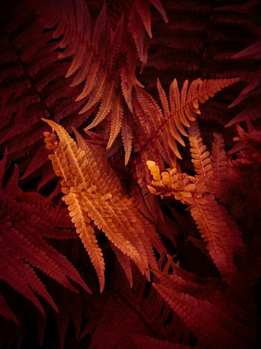 plante brune en gros plan photographie