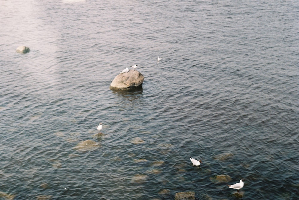 gray rock on body of water during daytime