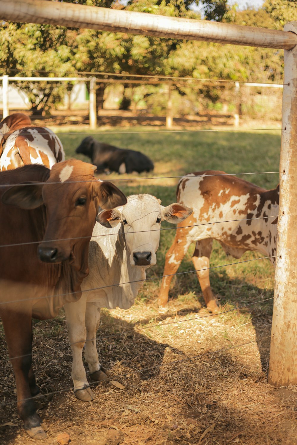 white and brown cow on brown grass field during daytime