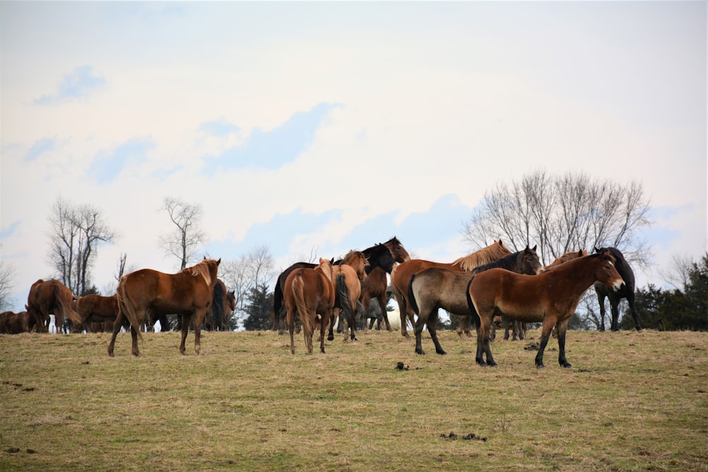 horses on green grass field during daytime