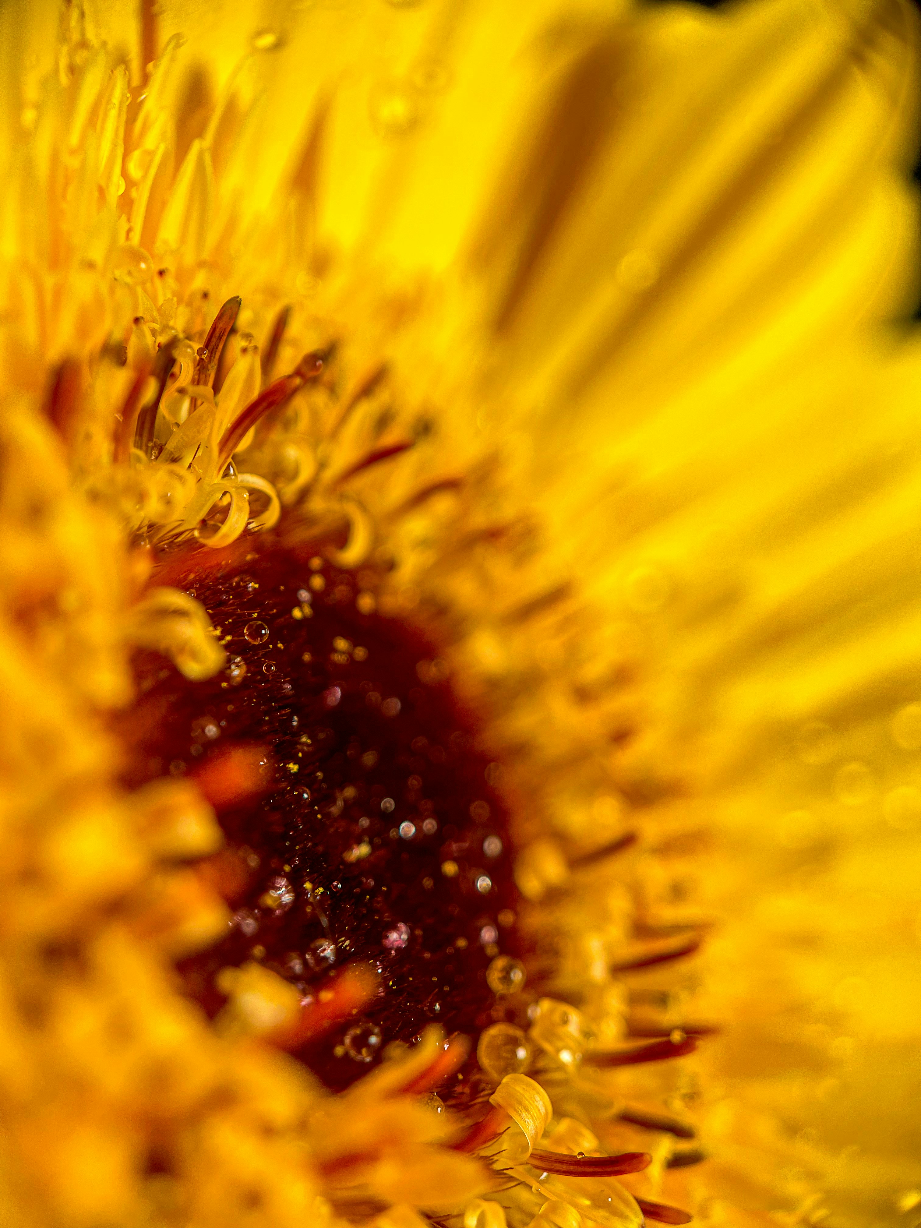 yellow sunflower in close up photography