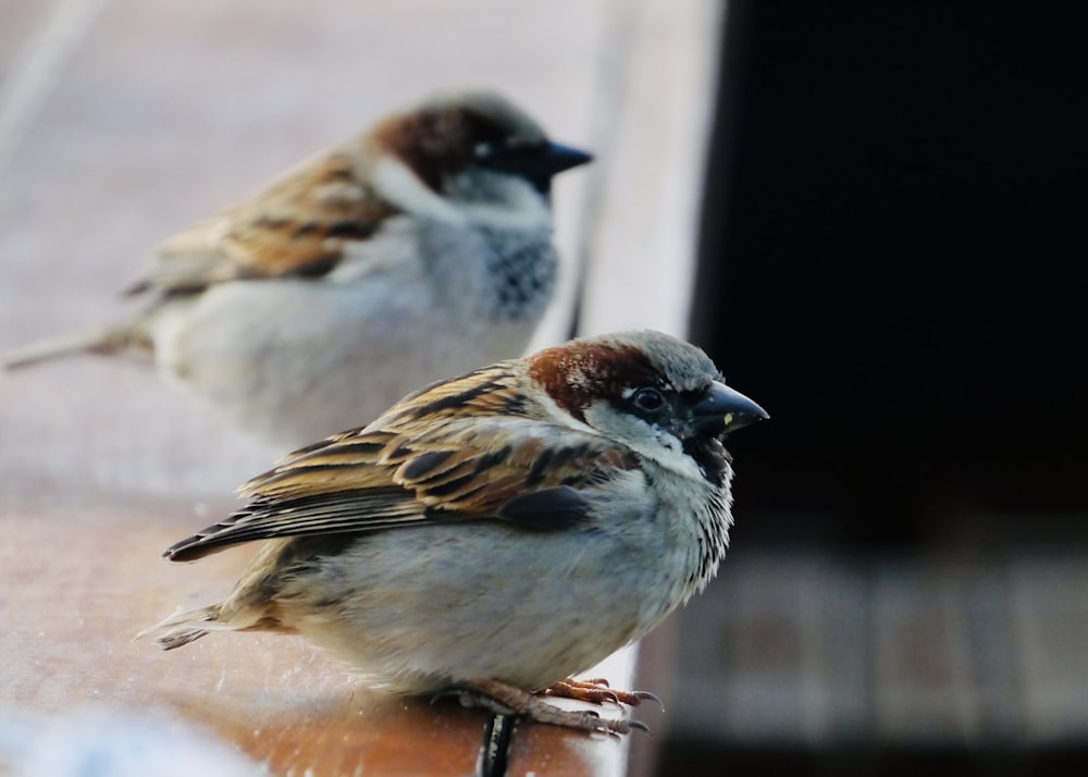 brown and white bird on brown wooden table