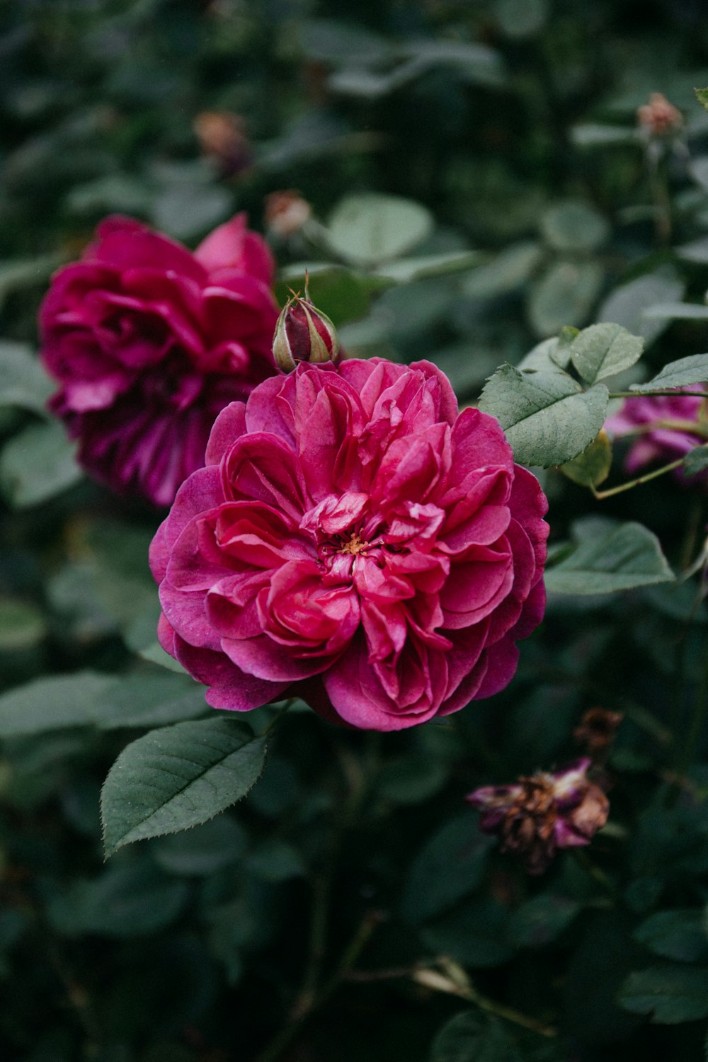 pink flower in tilt shift lens