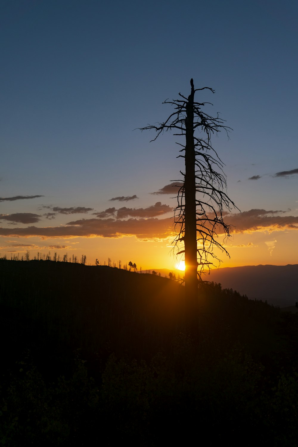 silhouette of bare tree during sunset