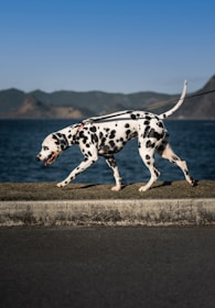 black and white dalmatian dog on brown sand during daytime