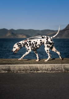 black and white dalmatian dog on brown sand during daytime
