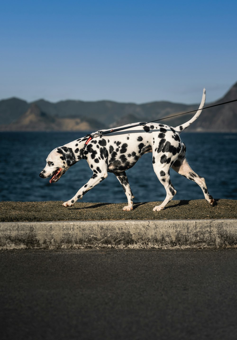 black and white dalmatian dog on brown sand during daytime