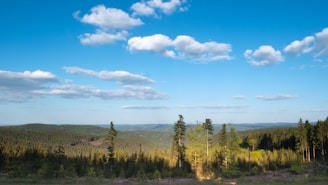 A serene landscape of a dense forest with a clear blue sky, perfect for hunting enthusiasts.