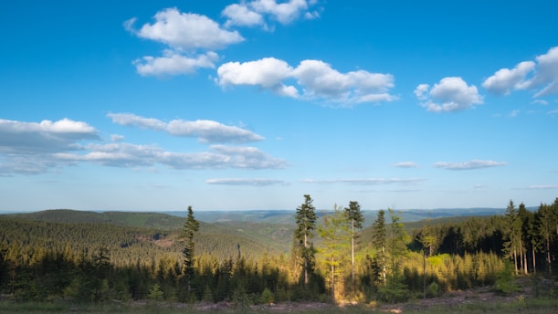 A serene landscape of a dense forest with a clear blue sky, perfect for hunting enthusiasts.