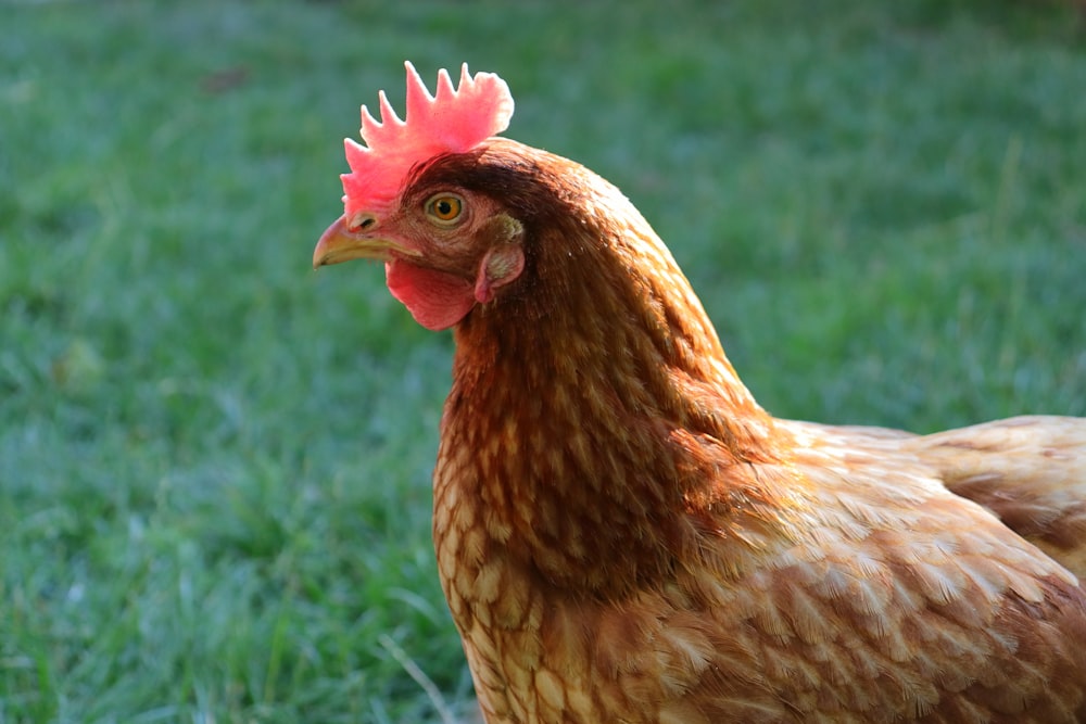 brown hen on green grass field during daytime