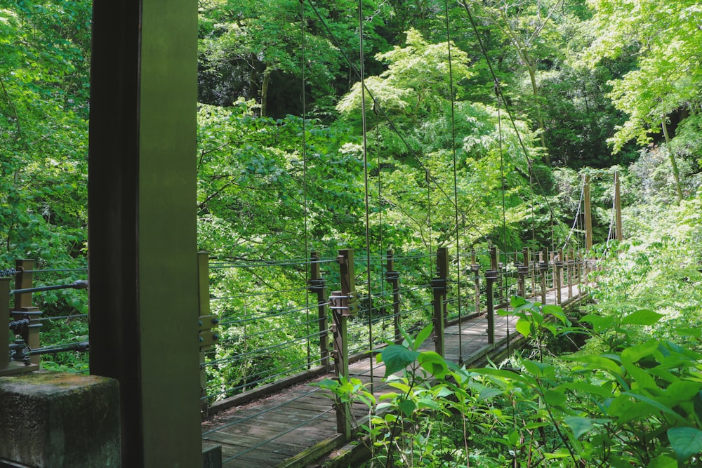 green trees on brown wooden pathway