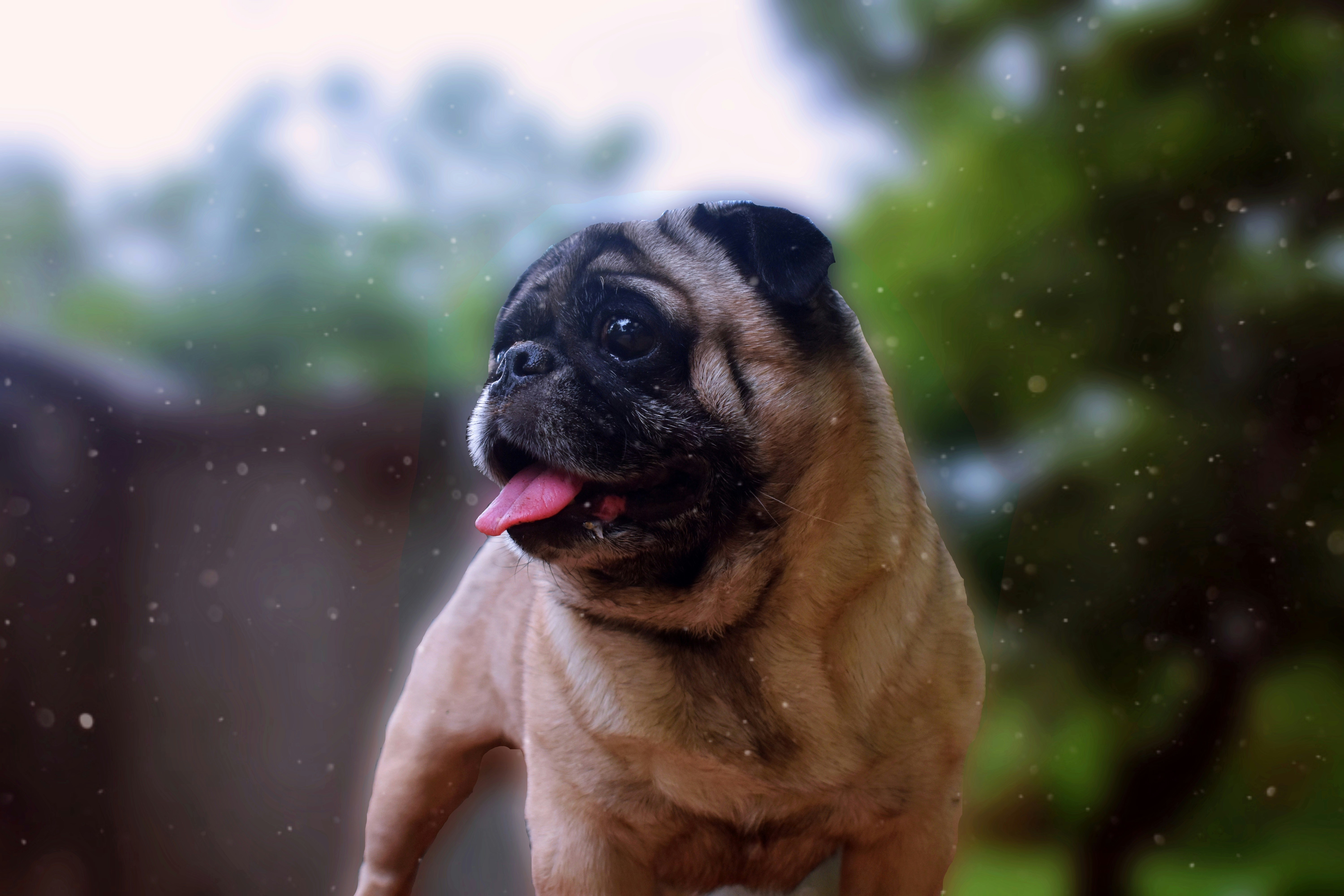 fawn pug on green grass field