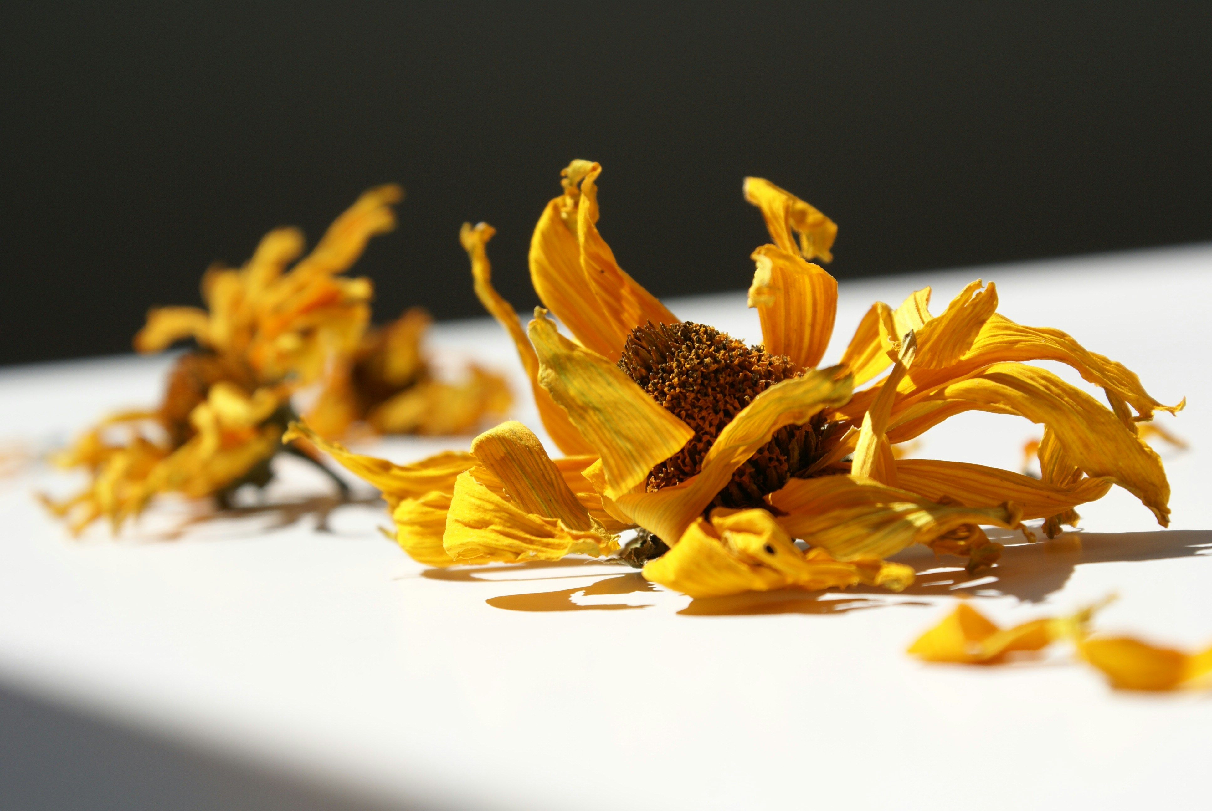 yellow flower on white surface